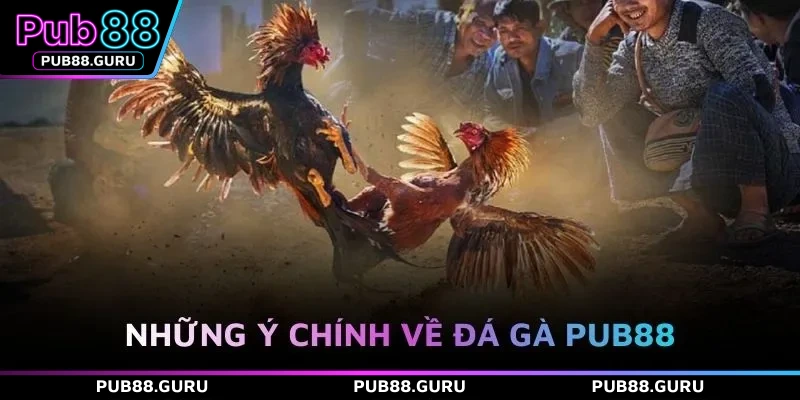 Những ý chính về đá gà PUB88