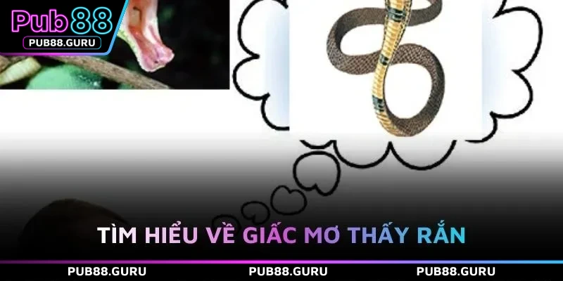 Tìm hiểu về giấc mơ thấy rắn